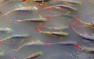 School of colorful fish swimming in murky water