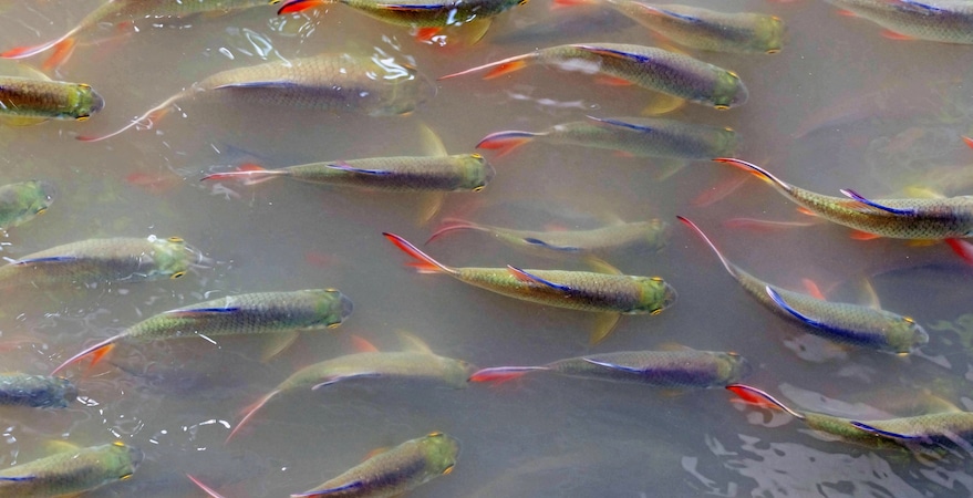 Colorado Fall Pond Care Tips for a Healthy Pond School of colorful fish swimming in murky water