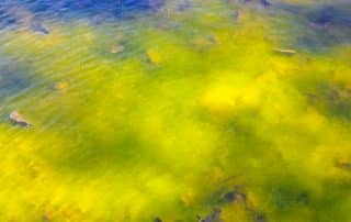 Green algae bloom on lake surface