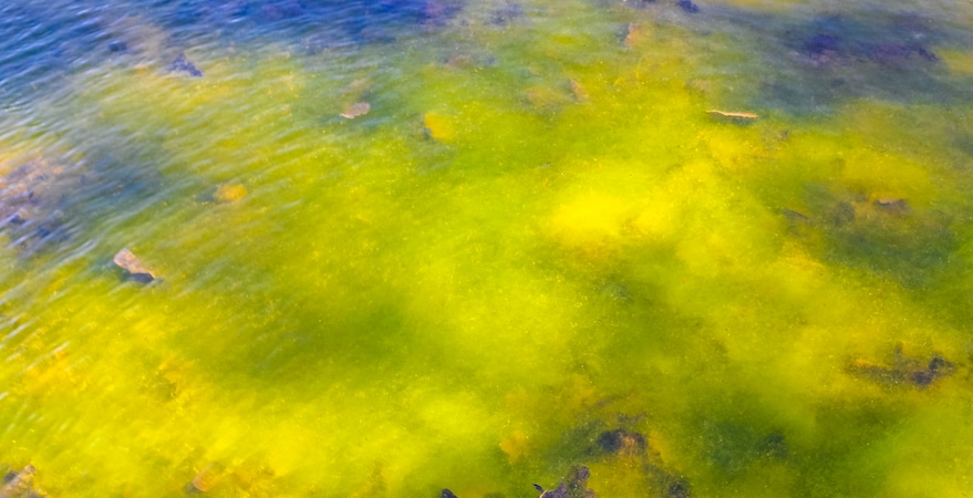Green algae bloom on lake surface