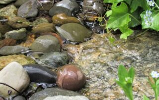 Stream flowing over colorful stones and green leaves.