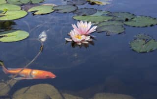 Easy Tips to Keep Your Pond Healthy in Late Summer and Early Fall