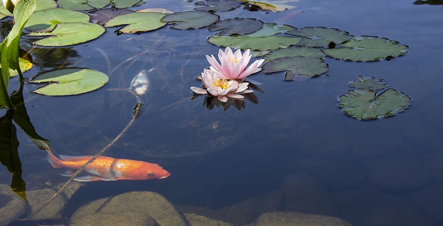 Easy Tips to Keep Your Pond Healthy in Late Summer and Early Fall