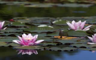 BR&D Landscape showcases how big pond plants get with pink water lilies and large lily pads blooming on a calm, reflective pond surface.