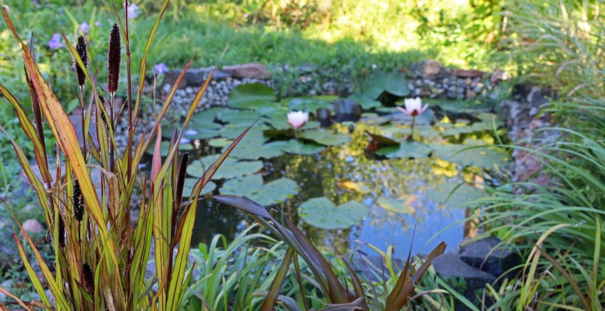 October Pond Care in Denver What to Do Before the First Freeze Water lilies bloom in a lush garden pond