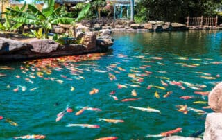 Colorful koi fish swimming in a pond.