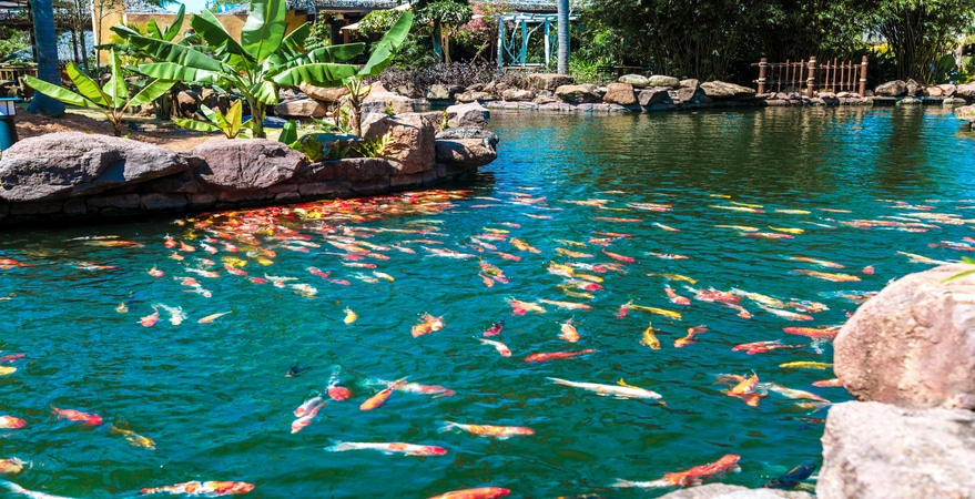 Colorful koi fish swimming in a pond.