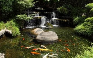 Koi fish swimming in garden pond waterfall