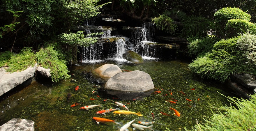 The Best Colorado Pond Fish Koi fish swimming in garden pond waterfall