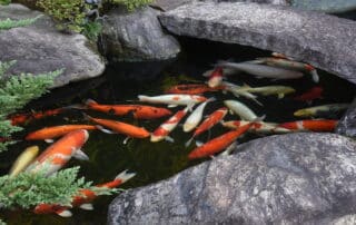A serene koi pond surrounded by smooth gray rocks and lush green plants, filled with brightly colored koi fish in shades of orange, white, yellow, and red swimming gracefully beneath a stone bridge.