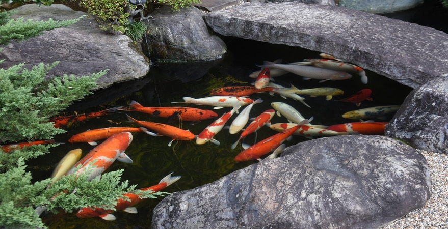 A serene koi pond surrounded by smooth gray rocks and lush green plants, filled with brightly colored koi fish in shades of orange, white, yellow, and red swimming gracefully beneath a stone bridge.