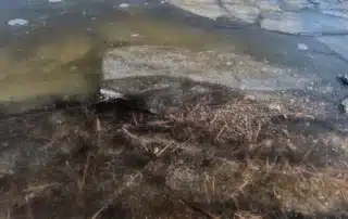 Frozen pond surface with visible submerged vegetation in Colorado, illustrating winter pond conditions where cold temperatures affect bacteria activity, oxygen levels, and aquatic ecosystems beneath the ice.