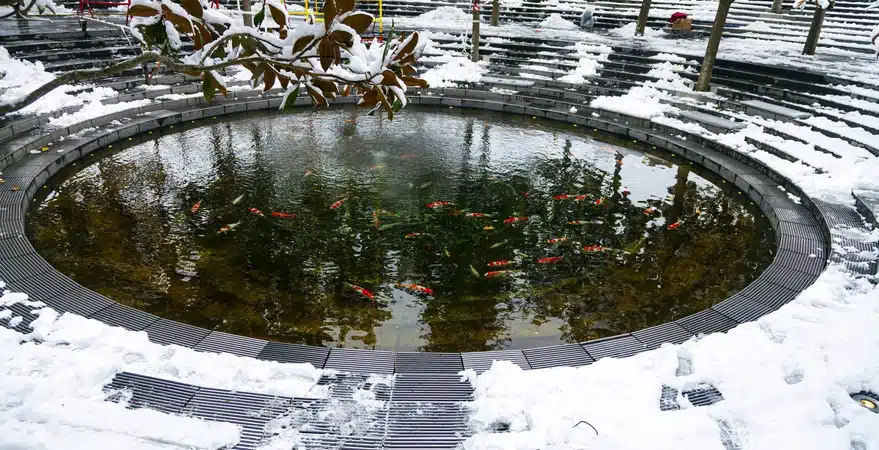 Snowy pond with koi fish in winter landscape.